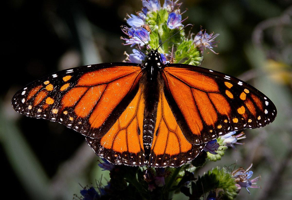 Monarch - Pacific Grove, CA