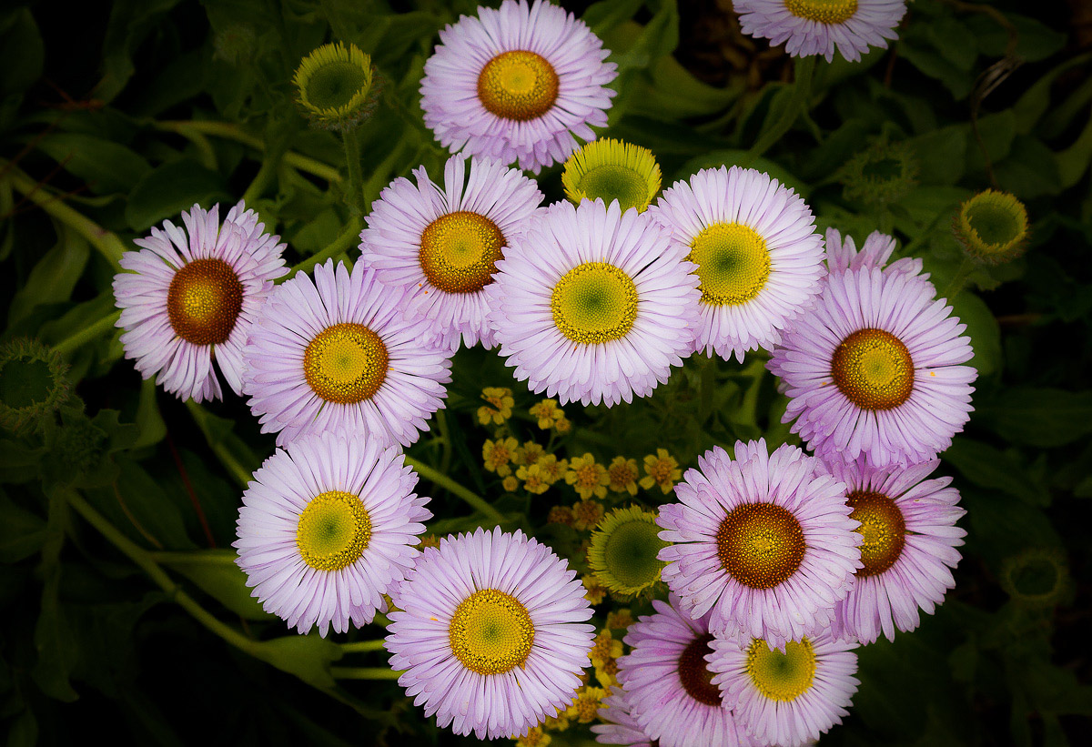 Wildflowers - Point Lobos