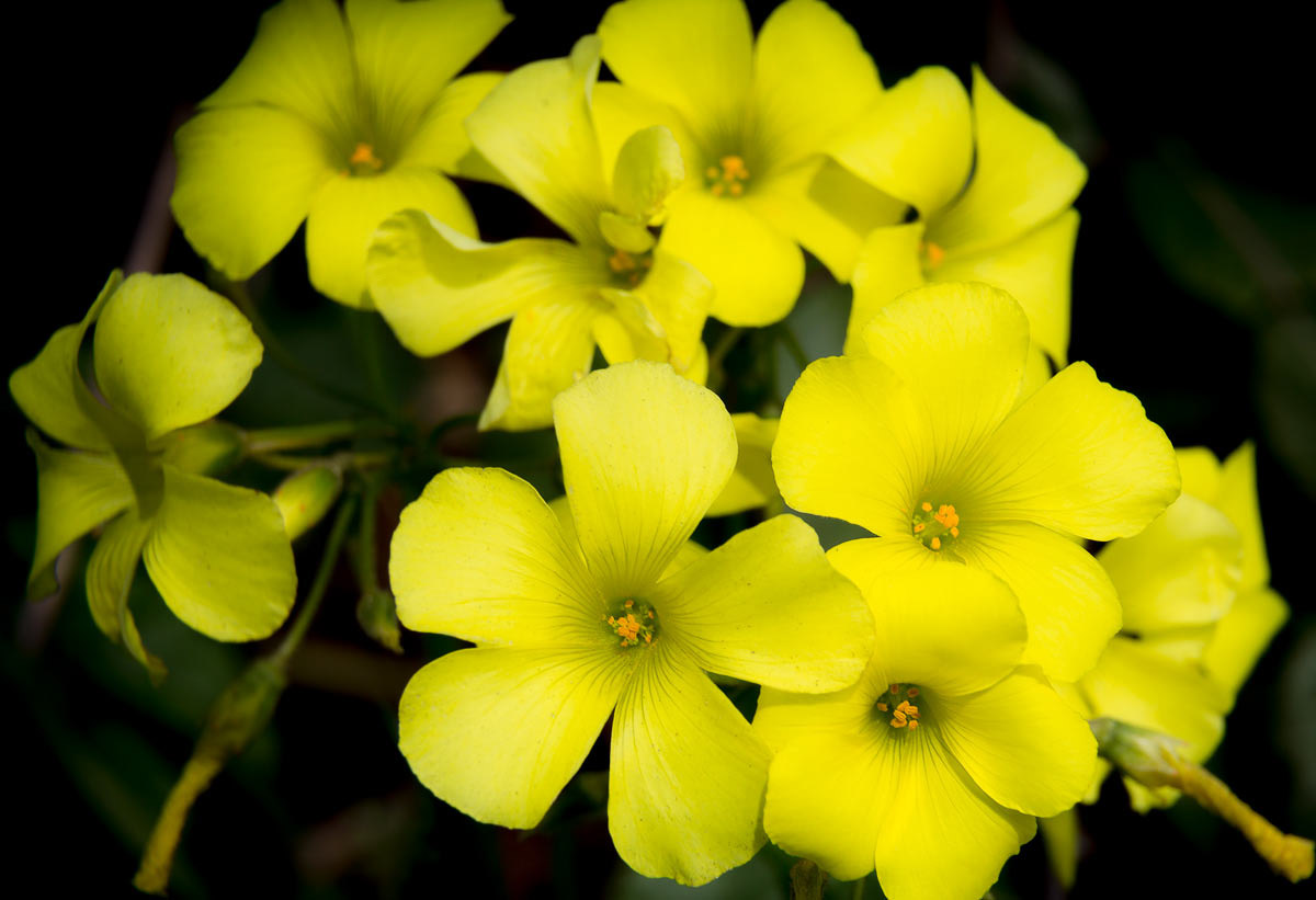 Wildflowers - Point Lobos