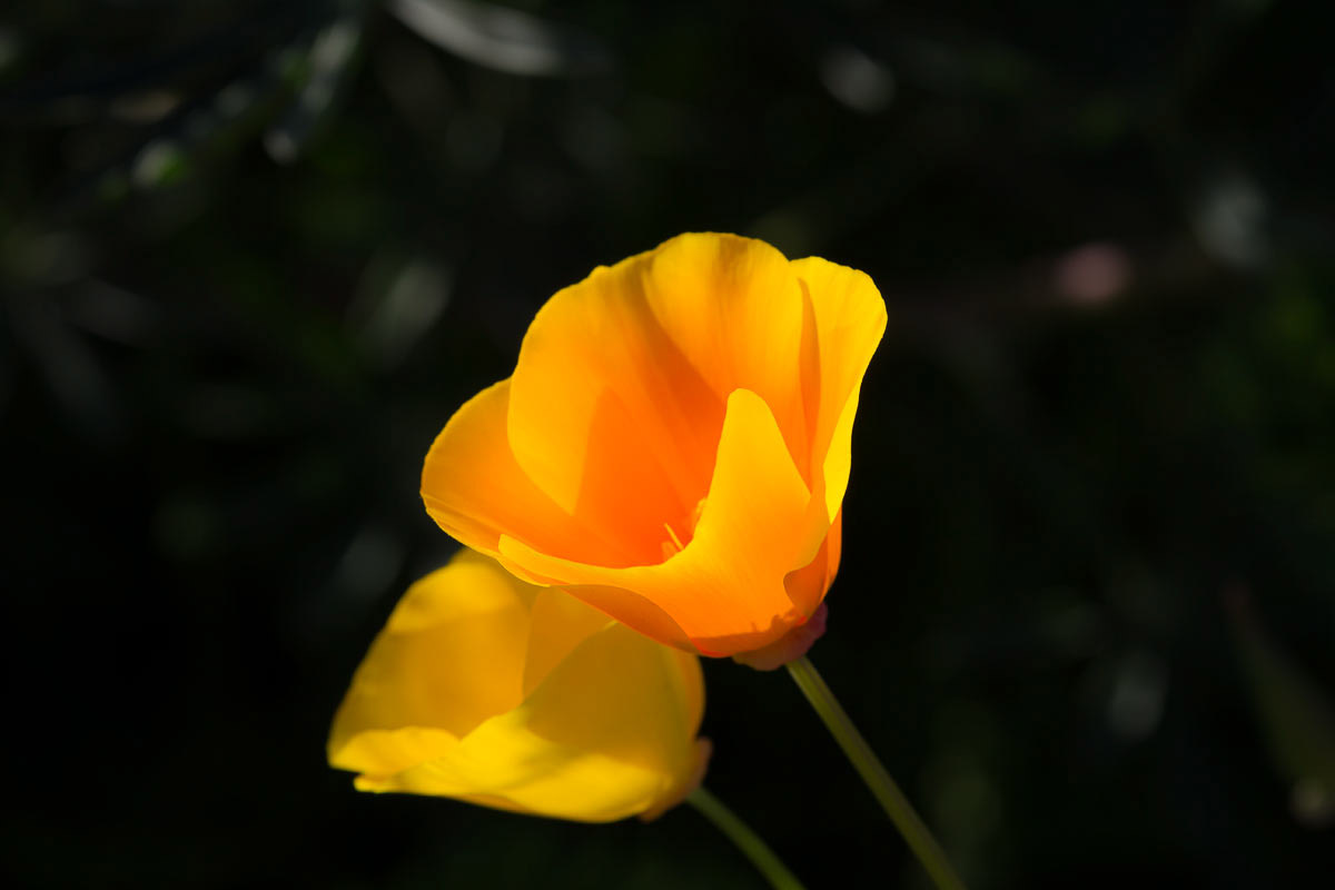Wildflowers - Point Lobos