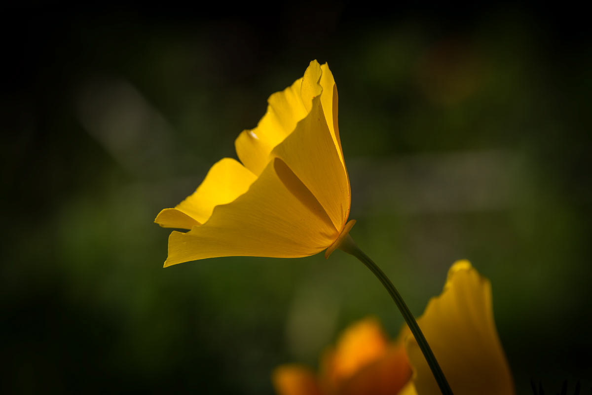 Wildflowers - Point Lobos