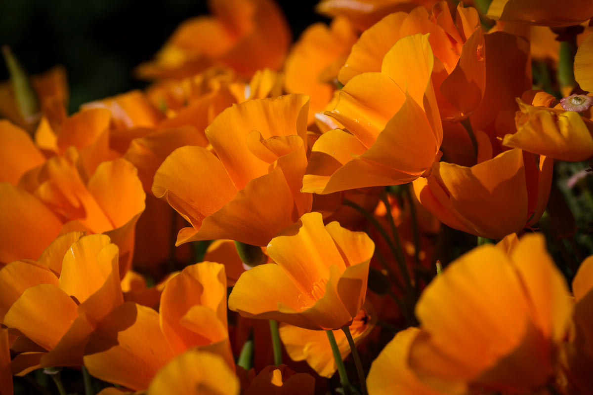 Wildflowers - Point Lobos