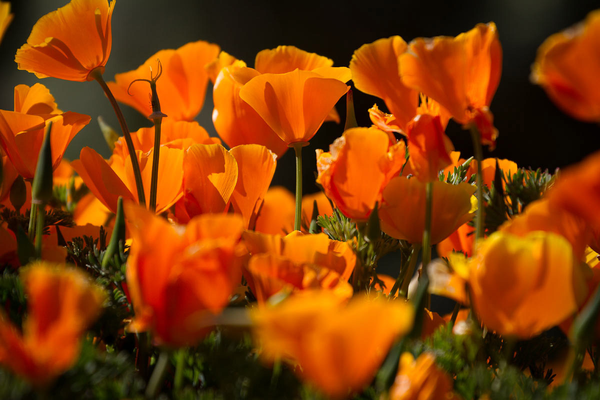 Wildflowers - Point Lobos